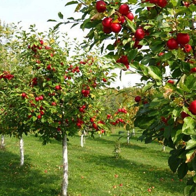 Плодовые деревья в Оренбурге