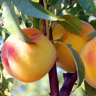 Персики в Оренбурге