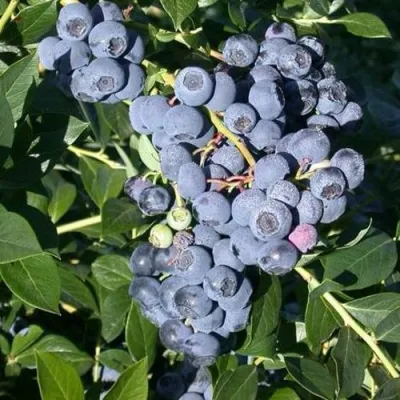 Голубика БОНУС в Оренбурге