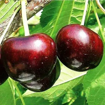 Черешня САММИТ в Оренбурге