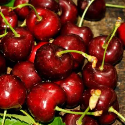 Черешня САММИТ в Оренбурге