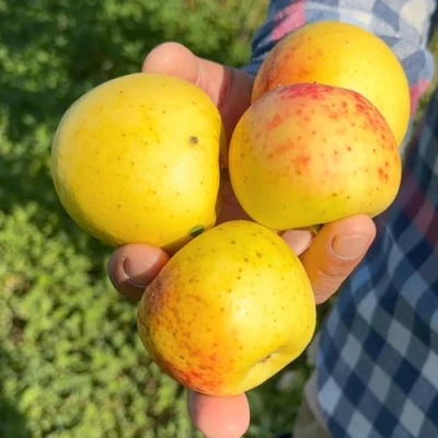 Яблоня КОРИЧНОЕ АНАНАСНОЕ в Оренбурге