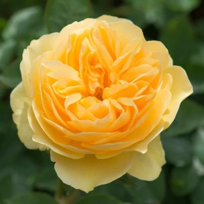 саженцы розы Грехам Томас