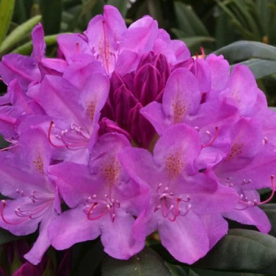 Рододендрон РОЗЕУМ ЭЛЕГАНС в Оренбурге