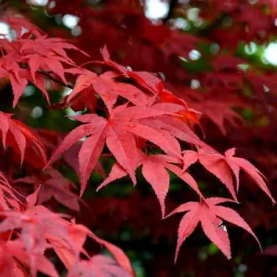 Клен гиннала  в Оренбурге