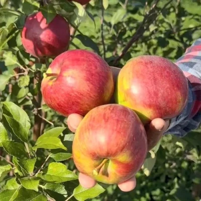 Яблоня ПОСПЕХ в Оренбурге
