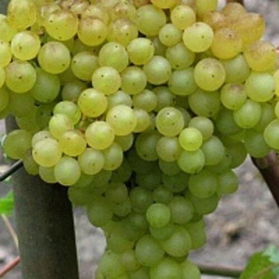 виноград кишмиш 342