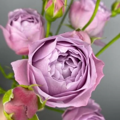 саженцы розы ЛАВАНДЕР БАБЛС