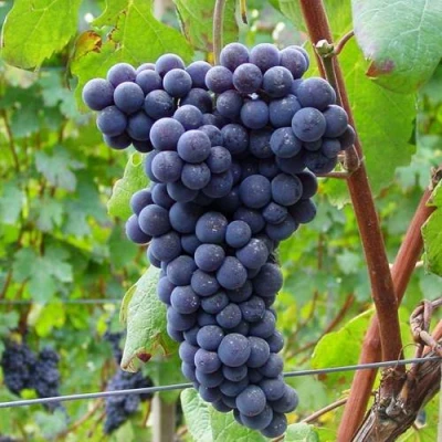 Виноград МУКУЗАНИ в Оренбурге
