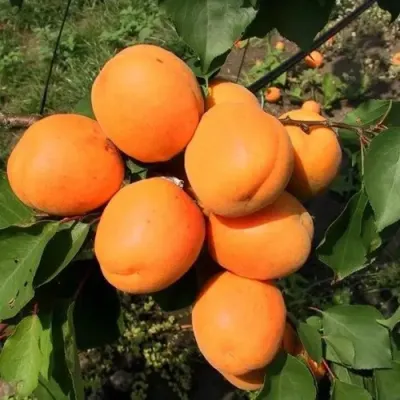 Абрикос ХАРГРАНД в Оренбурге