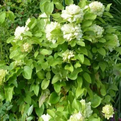 Клематис КОХАНА в Оренбурге