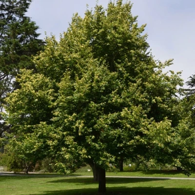 Липа сердцевидная в Оренбурге