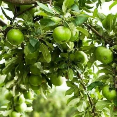 Яблоня ГРЕННИ СМИТ в Оренбурге