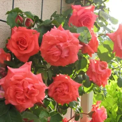 Роза ДИ ДИ БРИДЖУОТЕР плетистая в Оренбурге