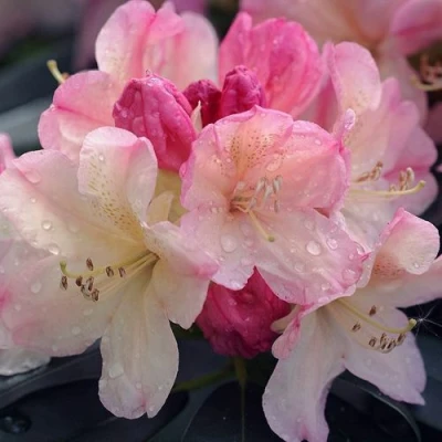 Рододендрон ПЕРСИ ВАЙСМАН в Оренбурге