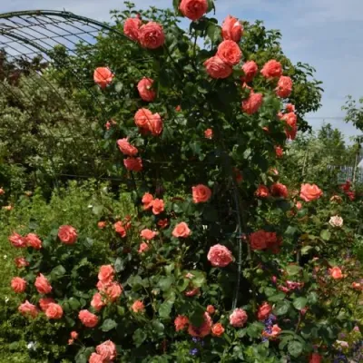 Роза ДИ ДИ БРИДЖУОТЕР плетистая в Оренбурге