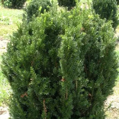 Тис ХИКСИ средний в Оренбурге