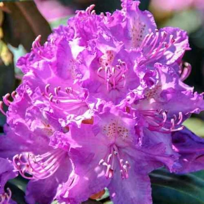 Рододендрон АЛЬФРЕД в Оренбурге