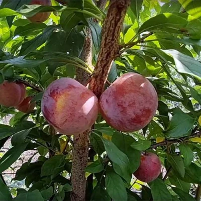 Плуот ГЕО ПРАЙД в Оренбурге