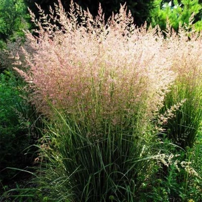 Молиния ФОНТЕЙН тростниковая в Оренбурге