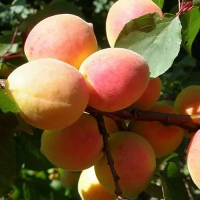 Абрикос СЮРПРИЗ в Оренбурге