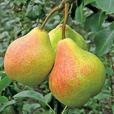 Груша ПАМЯТЬ ЯКОВЛЕВА в Оренбурге