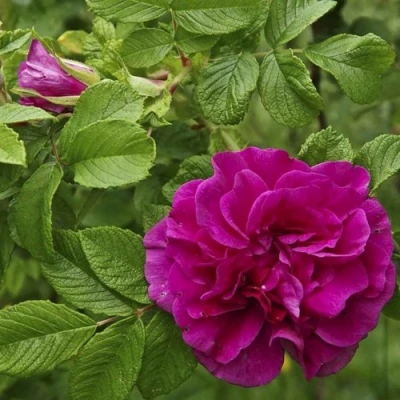 Шиповник ХАНСА в Оренбурге