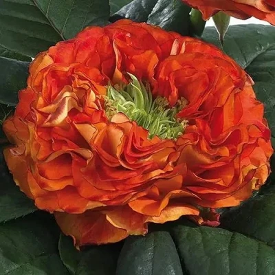 саженцы розы Флеш Ай