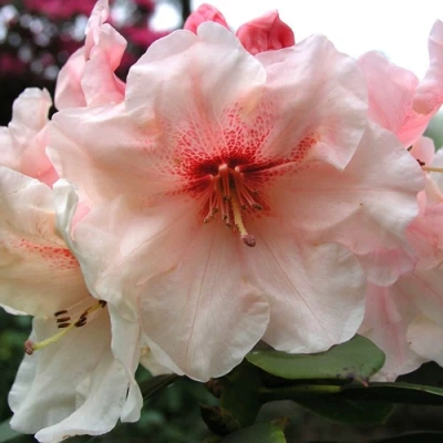 Рододендрон ХАНЯ	 в Оренбурге