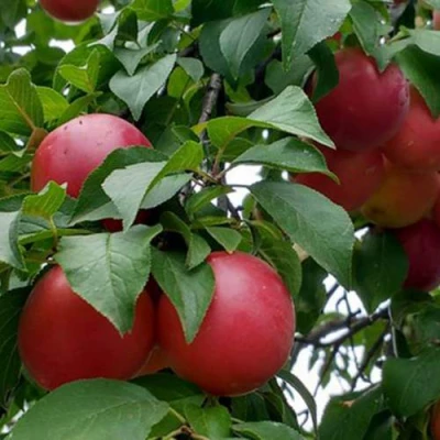 Плумкот БИРИКОККОЛО ГИГАНТЕ ДИ БУДРИО в Оренбурге