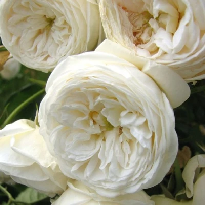 Роза АРТЕМИС шраб в Оренбурге