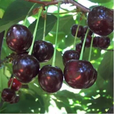 Вишня ВЛАДИМИРСКАЯ в Оренбурге