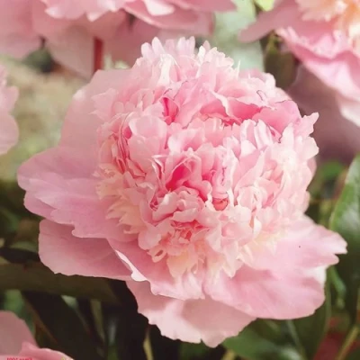 Пион ЭДЕНС ПАРФЮМ травянистый в Оренбурге