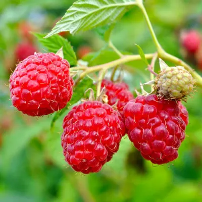 Малина РУБИФОЛ в Оренбурге