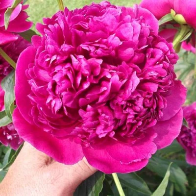 Пион АВГУСТИН ДОР травянистый в Оренбурге