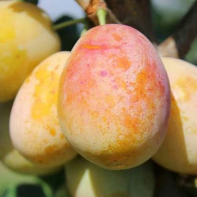 АПРИМИРА в Оренбурге