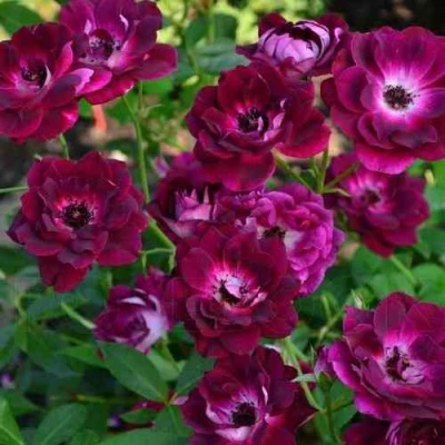 Роза БУРГУНДИ АЙС флорибунда в Оренбурге