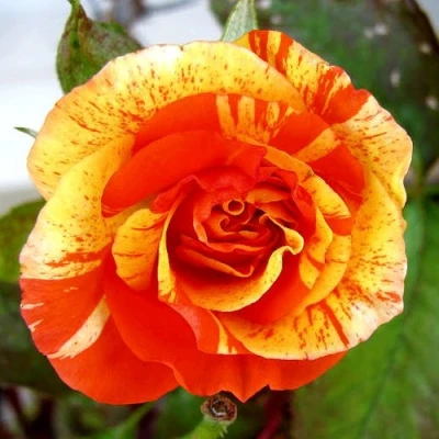 саженцы розы Апельсин и Лимон