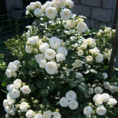 Роза АРТЕМИС шраб в Оренбурге