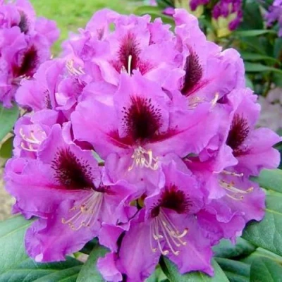 Рододендрон РАСПУТИН в Оренбурге