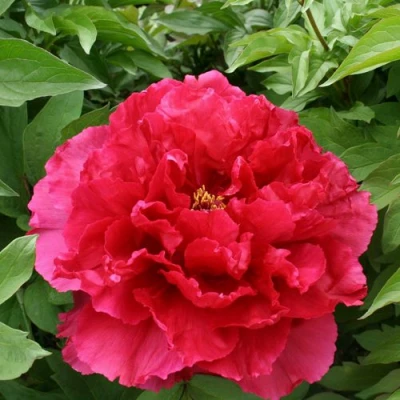 Пион АРОМАТНОЕ ВОСПОМИНАНИЕ древовидный в Оренбурге