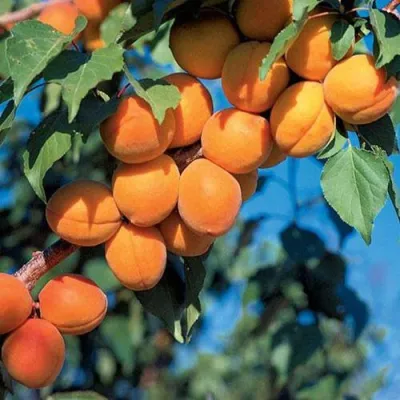 Абрикос ХАРКОТ в Оренбурге