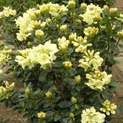 Рододендрон ГОЛДКРОН в Оренбурге