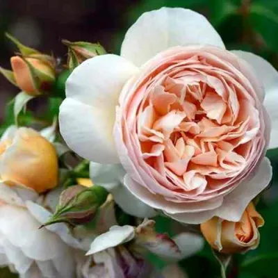 Роза ДЖУЛЬЕТТА английская в Оренбурге