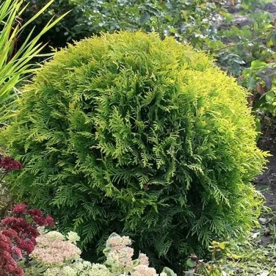 Туя ЕЛЛОУ ГЛОБ западная в Оренбурге