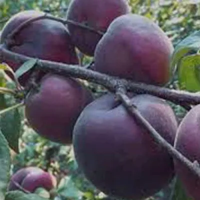 Абрикос ЧЕРНЫЙ БАРХАТ в Оренбурге