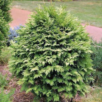 Туя ВАРЕАНА ЛЮТЕСЦЕНС западная в Оренбурге