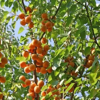 Абрикос ОРЛОВЧАНИН в Оренбурге