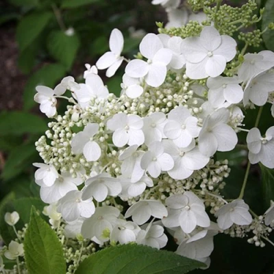 саженцы гортензии прим вайт