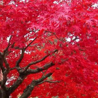 Клен гиннала  в Оренбурге